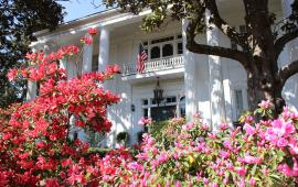 Pink azaleas in full bloom in front of a stately white house