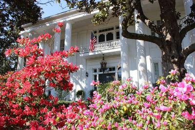 Pink azaleas in full bloom in front of a stately white house