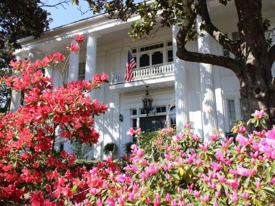 Pink azaleas in full bloom in front of a stately white house